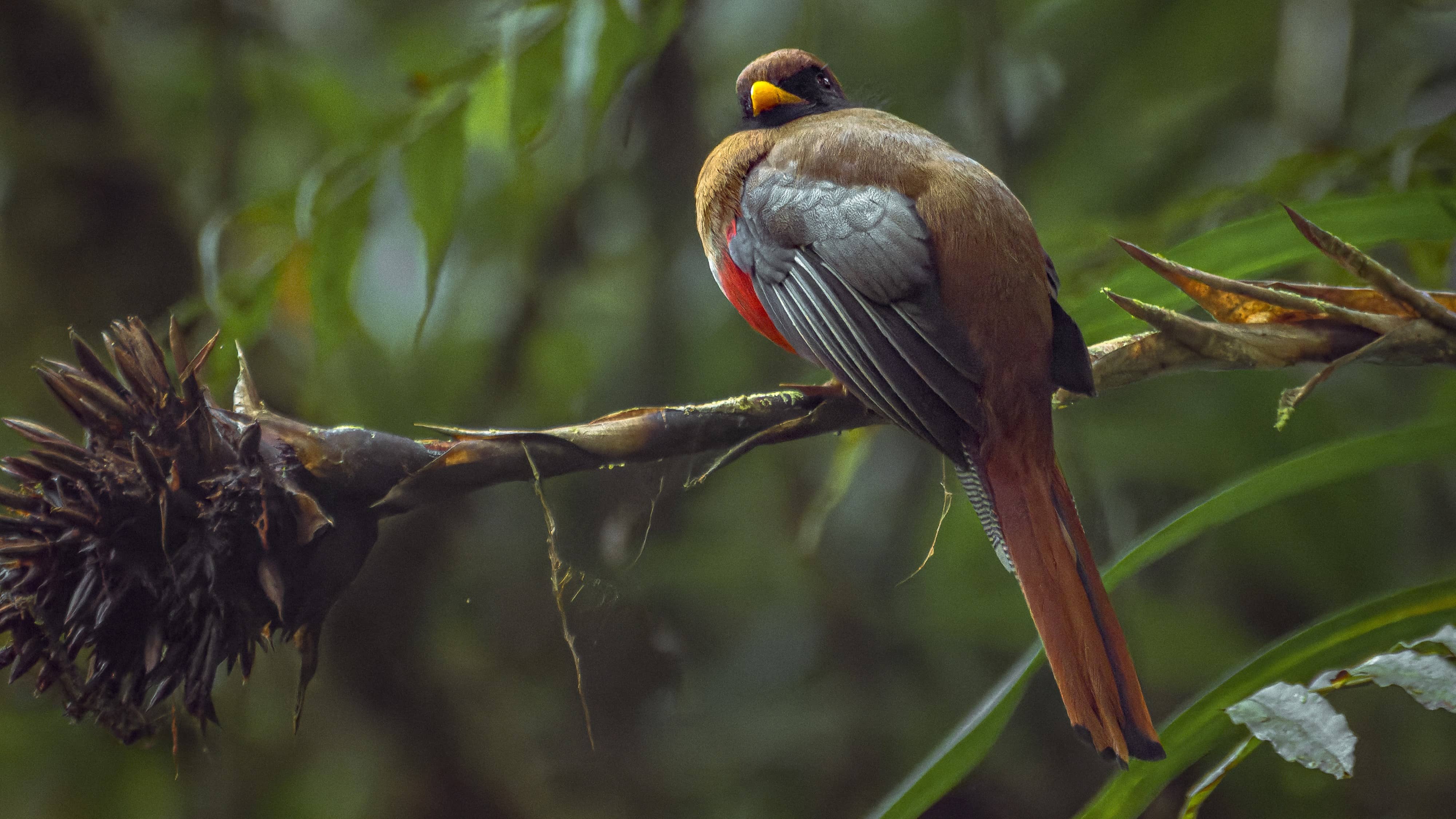Masked Trogon